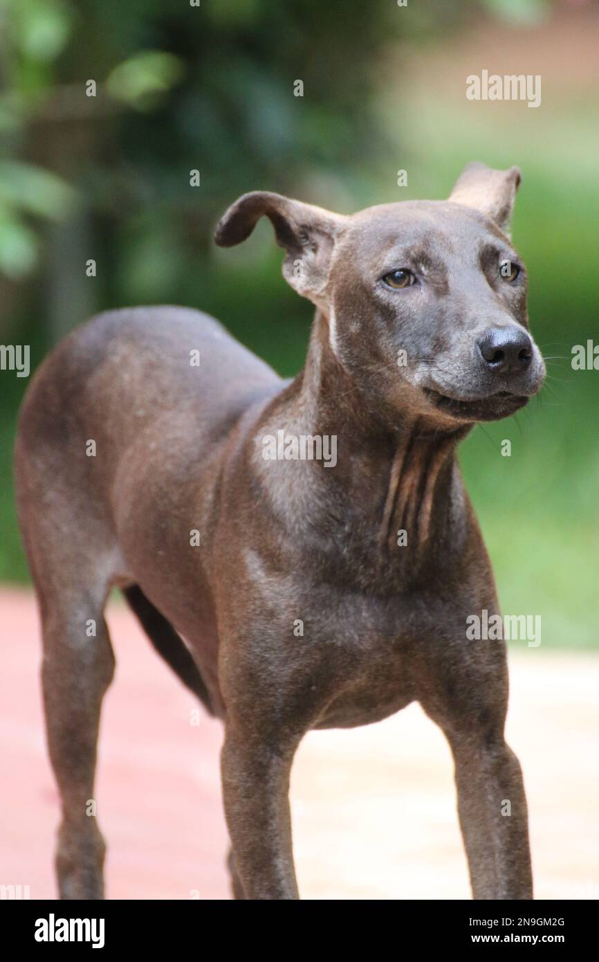 Streunender Hund auf der Straße Stockfoto
