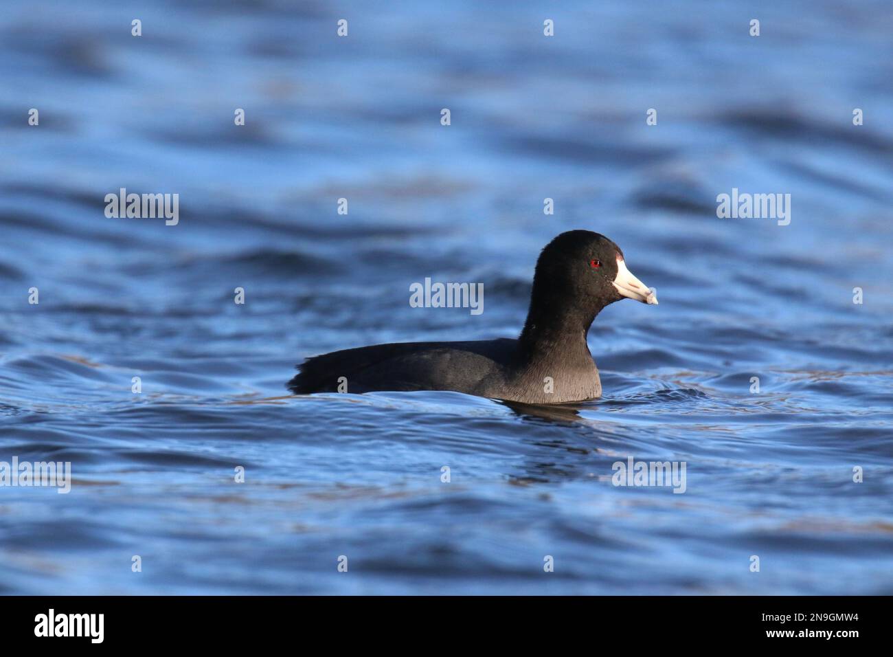 Amerikanischer Kobold Fulica americana schwimmt im Winter auf blauem Wasser Stockfoto