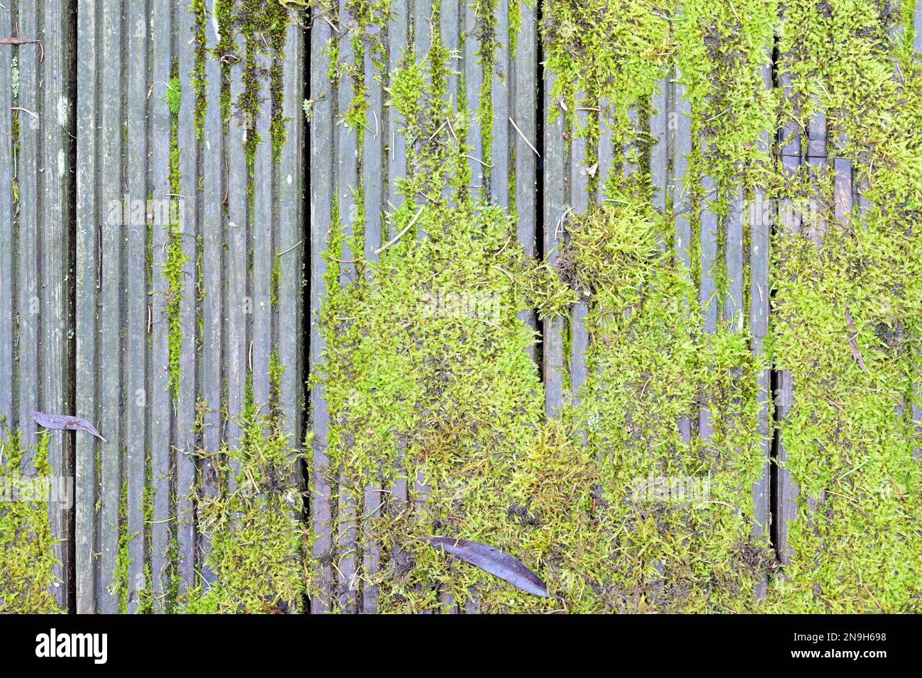 Verwitterte graue Holzplanken, mit Moos überwuchert, Hintergrundstruktur eines verrotteten, rutschigen Gehwegs, Kopierraum, Blick aus einem hohen Winkel von oben Stockfoto