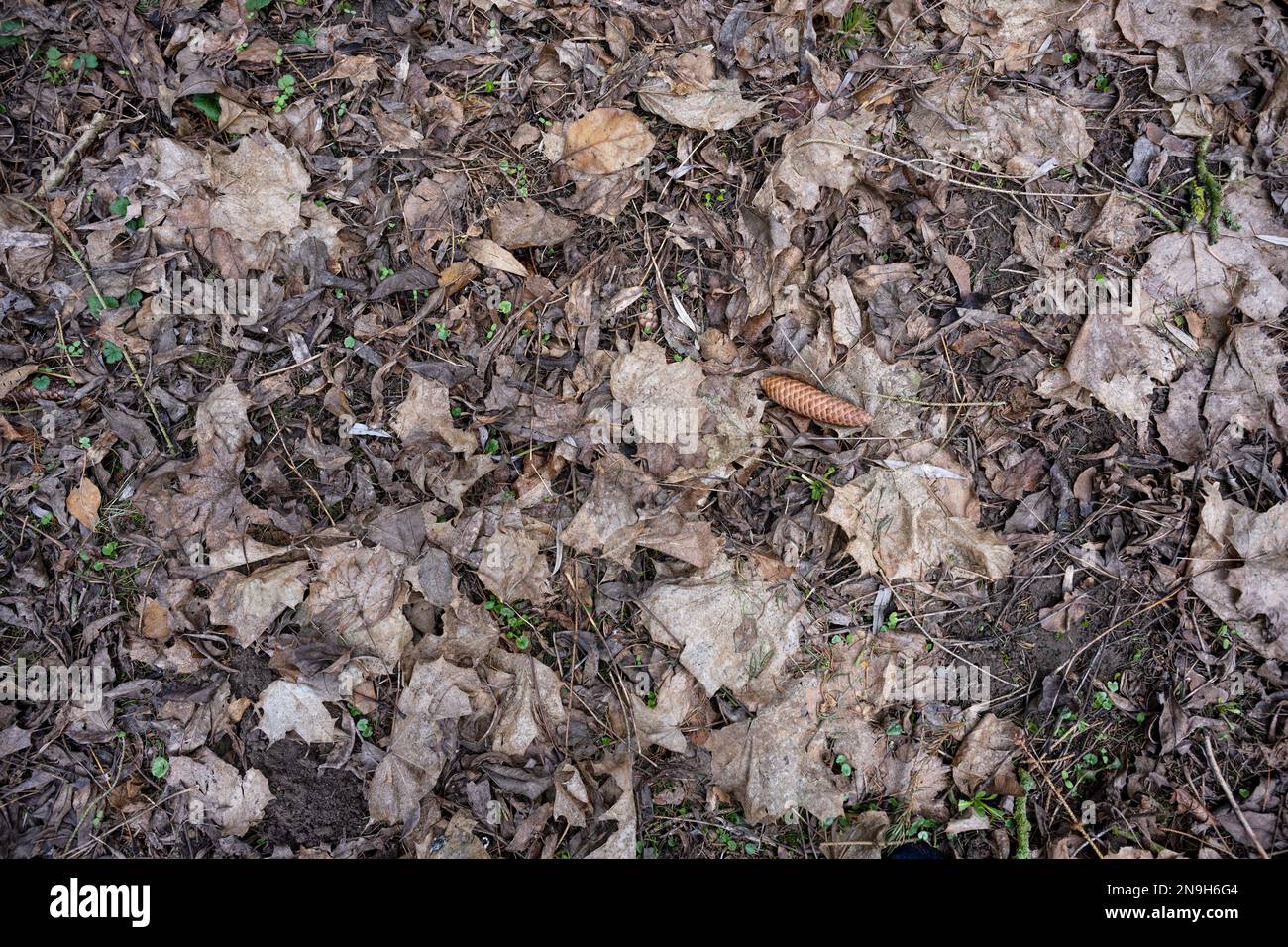 Hintergrundstruktur eines dunkelbraunen Waldbodens mit trockenen Blättern, Zweigen, einem Fichtenkegel und ersten grünen Setzlingen, Konzept für Natur und Umwelt Stockfoto