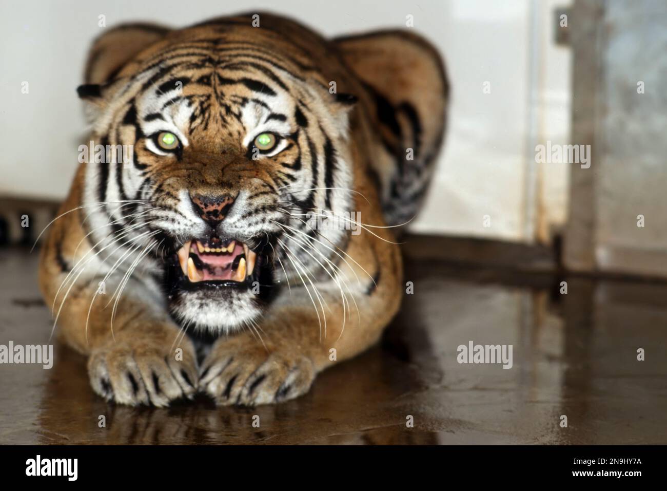 Tiger (Panthera tigris) in der medizinischen Einrichtung blickte direkt in die Kamera, sehr wütend. Stockfoto