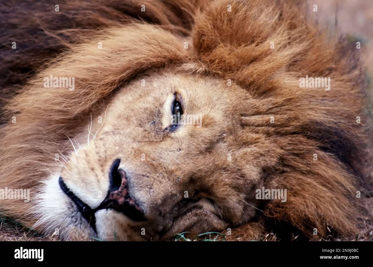 Männlicher Löwe (panthera leo) - Kopfschuss sieht direkt in die Kamera, älterer Löwe. Stockfoto