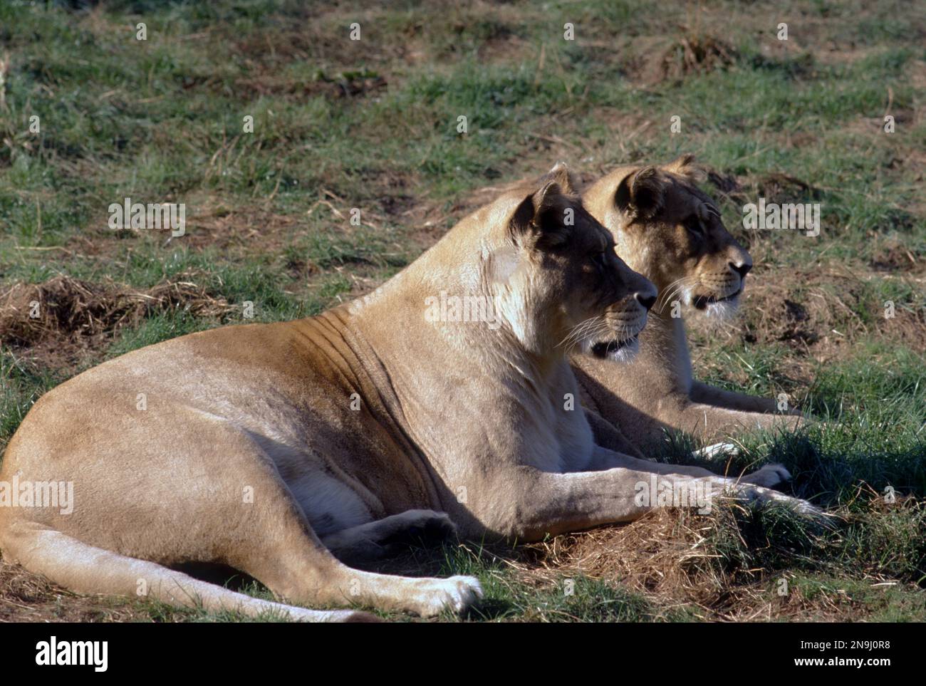 Ein Paar Löwenweibchen (panthera leo), das sich ausruht. Stockfoto