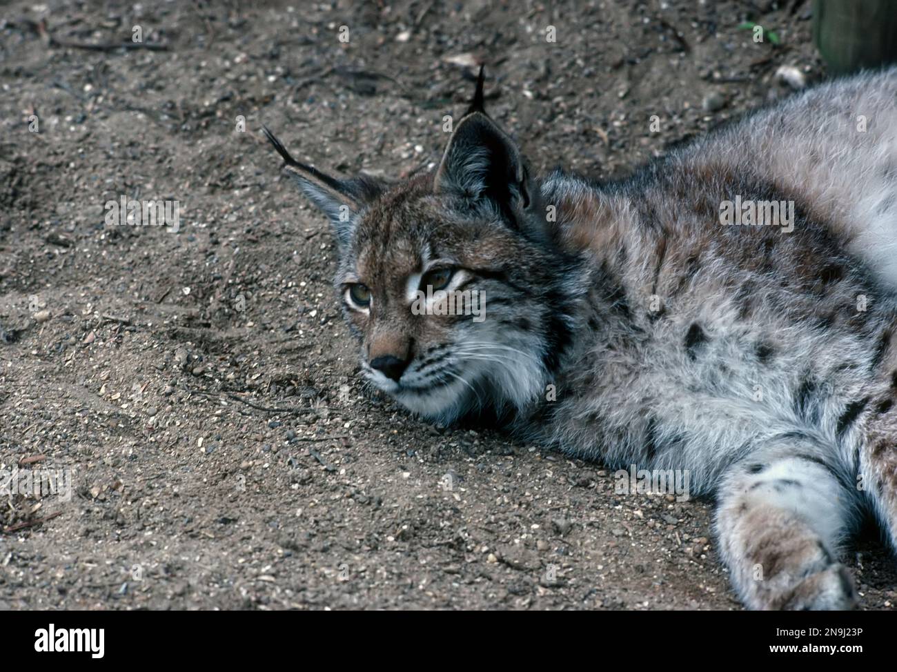 Eurasischer Luchs (Luchs) im Liegen. Stockfoto