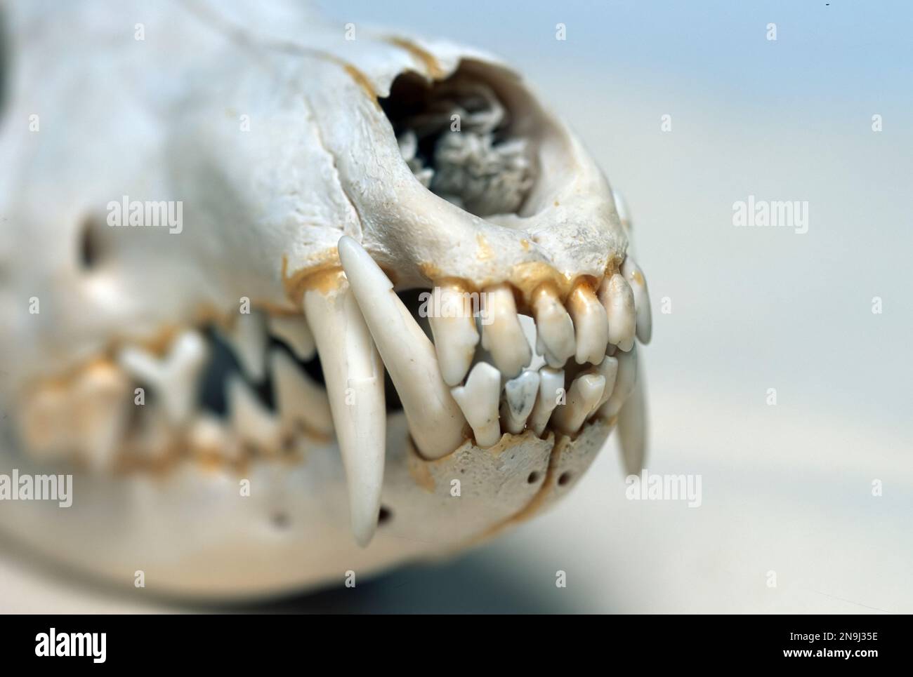 Bulldog-Schädel mit Zähnen und Kiefer (Seitenansicht). Stockfoto