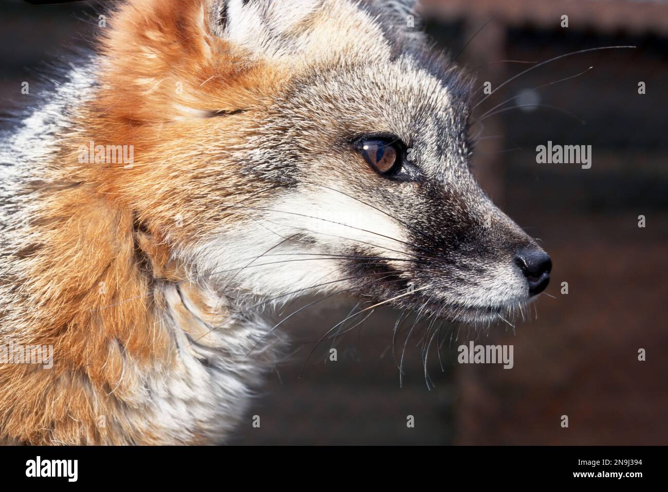 Grauer (grauer) Fuchs (Urocyon cinereoargenteus) im Profil mit Blick nach rechts. Stockfoto