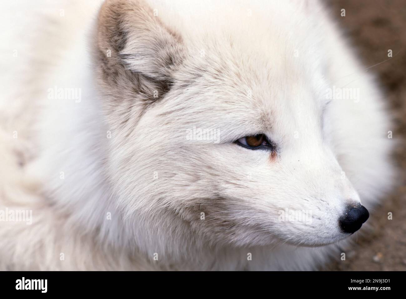 Arktisfuchs (Vulpes lagopus) im Wintermantel auf Wache ausserhalb der Höhle. Der Polarfuchs ist auch als weißer Fuchs, Polarfuchs oder Schneefuchs bekannt. Stockfoto