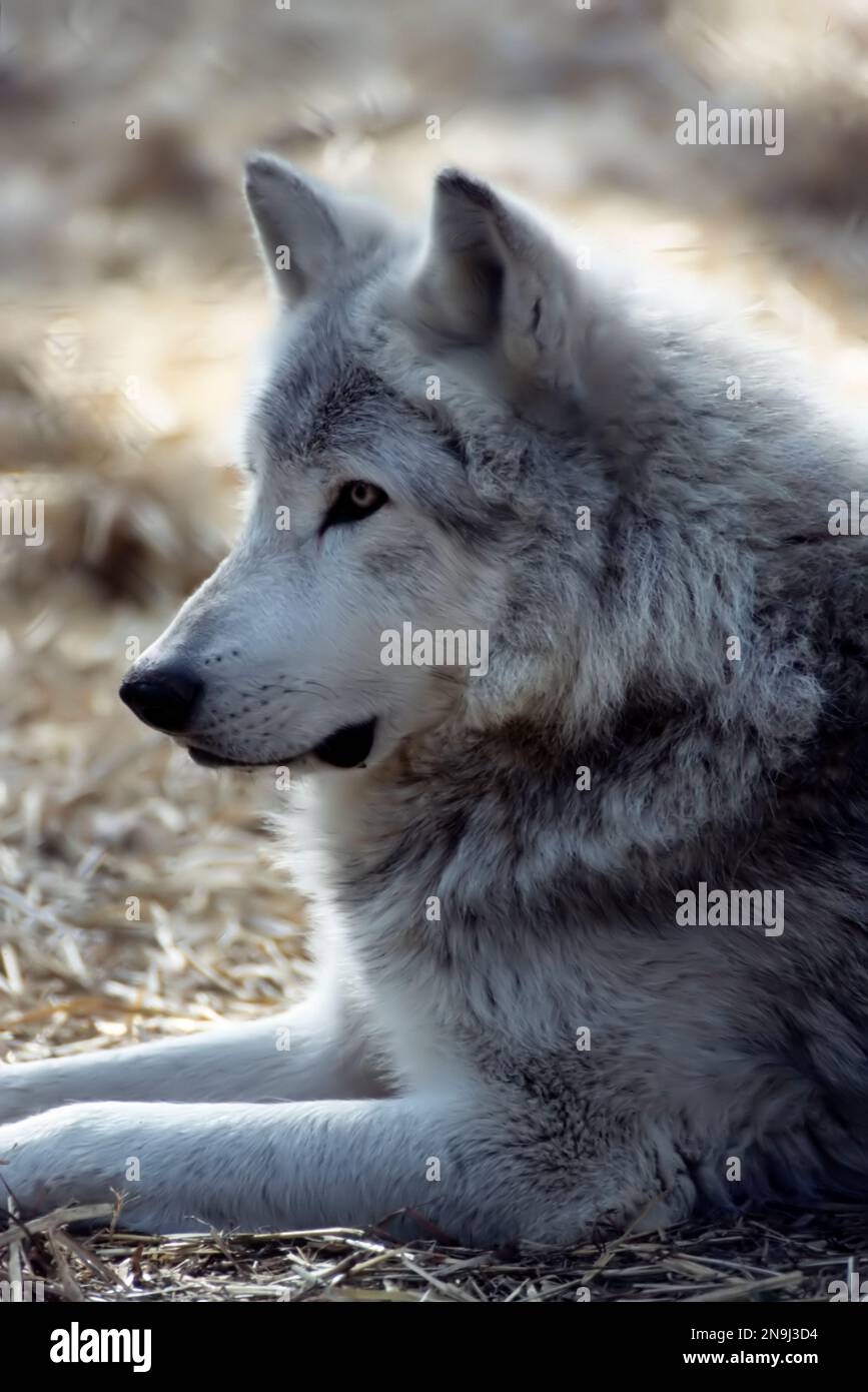 Grauer Wolf (grauer Wolf) - canis Lupus - im Profil liegend - Hochformat. Stockfoto