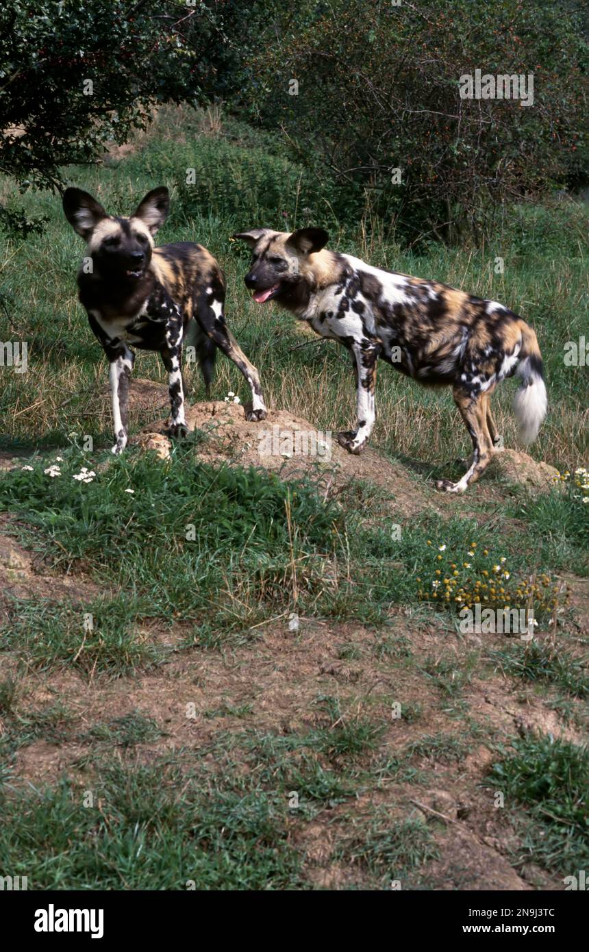 Afrikanische Wildhunde (Lycaon pictus) im Gruppenverhalten auf dem Hügel. Stockfoto