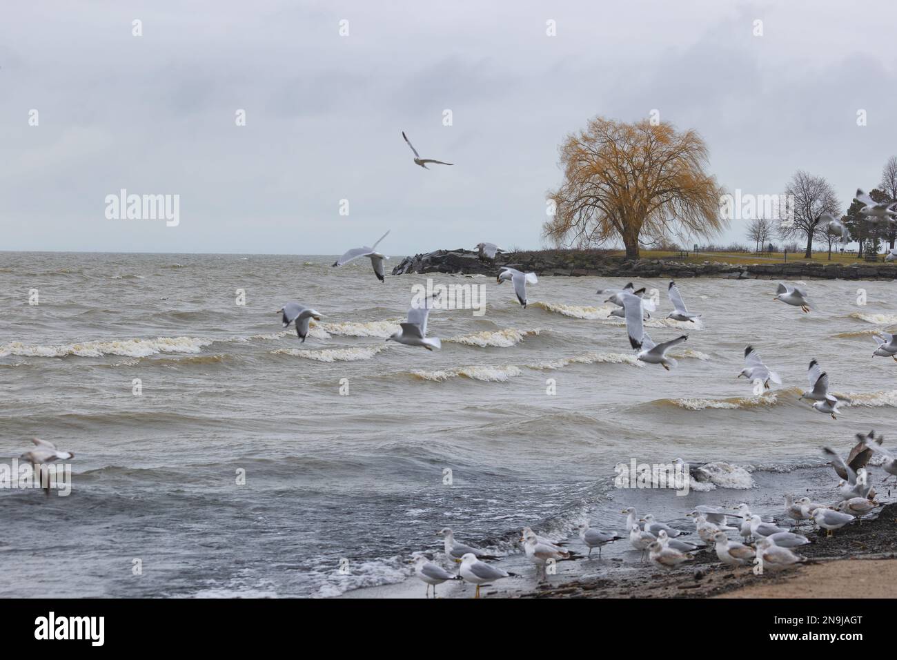 Seemöwen versammeln sich am Strand des Lake Erie bei stürmischem Wetter im Edgewater Park in Cleveland, Ohio. Stockfoto