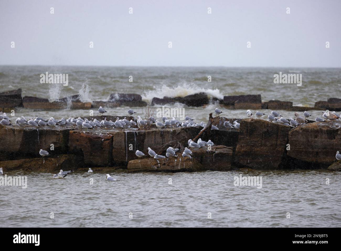 Seemöwen stehen auf Deichen, während das stürmische Wetter Wellen hochzieht, die auf dem Felsen am Lake Erie in Cleveland, Ohio, abstürzen Stockfoto