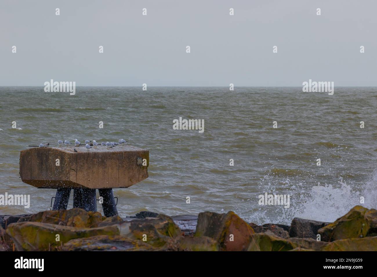 Seemöwen stehen auf alten Pfählen, die von einem alten Pier am Ufer des Eriesees im Edgewater Park in Cleveland, Ohio, zurückgelassen wurden. Stockfoto