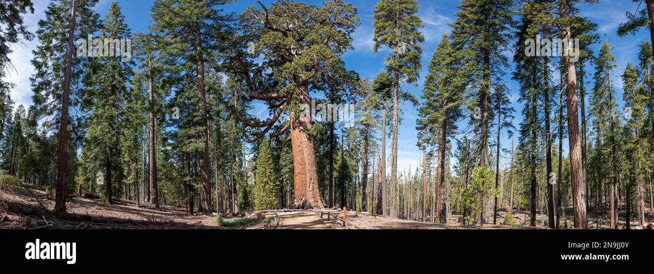 Grizzly Giant in Mariposa Groce, Yosemite-Nationalpark, Kalifornien, USA Stockfoto