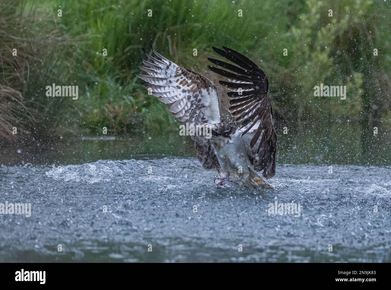 Action-Shot eines Fischadlers (Pandion haliaetus), der überall mit ausgestreckten Flügeln herumspritzt und versucht, sich mit einer großen Forelle aus dem Wasser zu heben. Rutland, Großbritannien Stockfoto