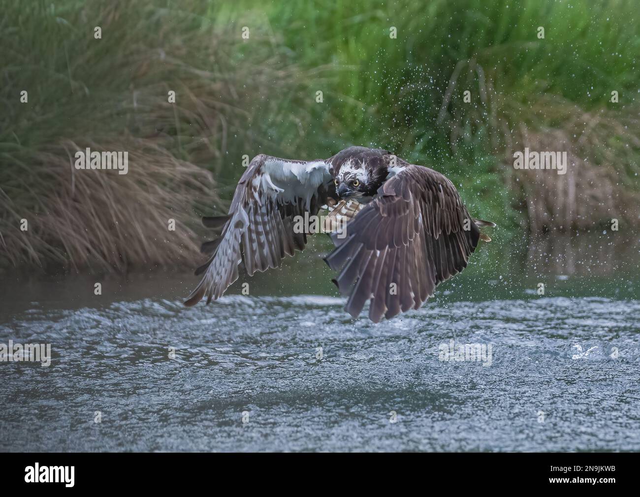 Action-Foto eines Fischadlers (Pandion haliaetus) überall, Flügel nach unten, Augen fokussiert, direkt auf die Kamera zu fokussieren. Rutland, Großbritannien Stockfoto