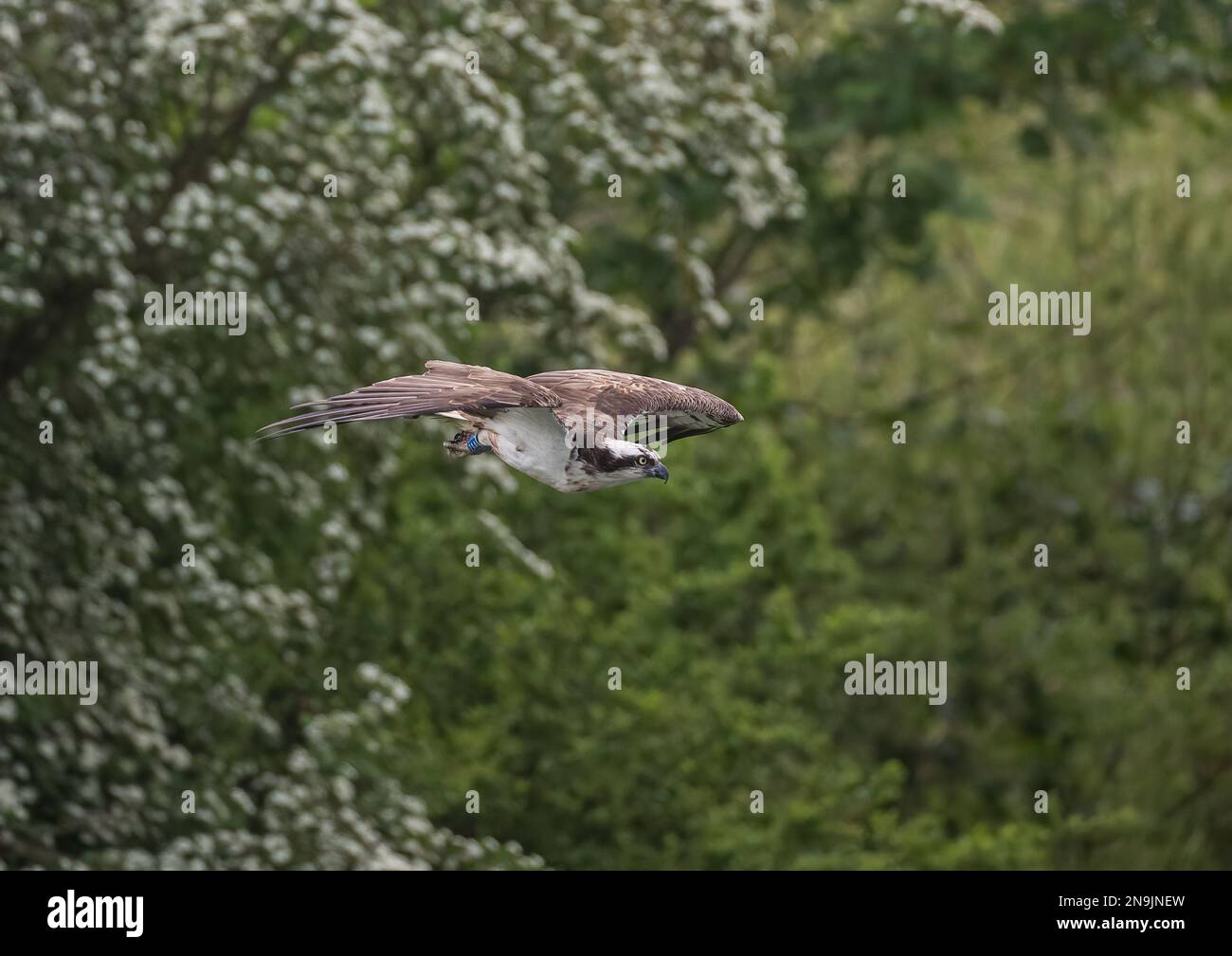 Ein Fischadler (Pandion haliaetus) im Flug vor einem natürlichen grünen Hintergrund. Rutland, Großbritannien Stockfoto