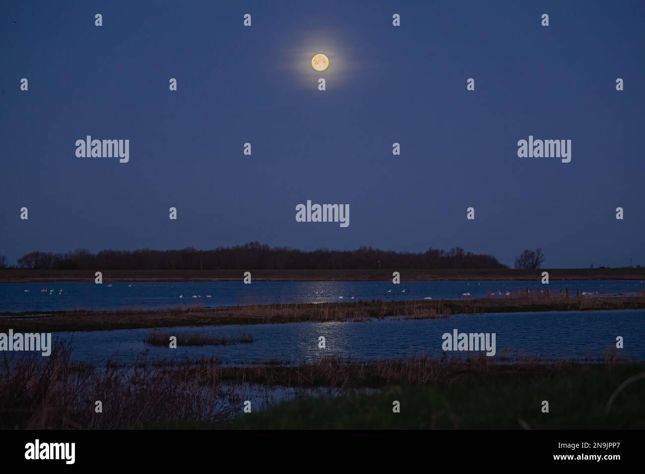 Der Vollmond spiegelt sich in den Feuchtgebieten um Welney, Norfolk. Schwäne aller drei Varianten, Stumm, Whooper und Bewick, die im Mondlicht schlafen. UK Stockfoto
