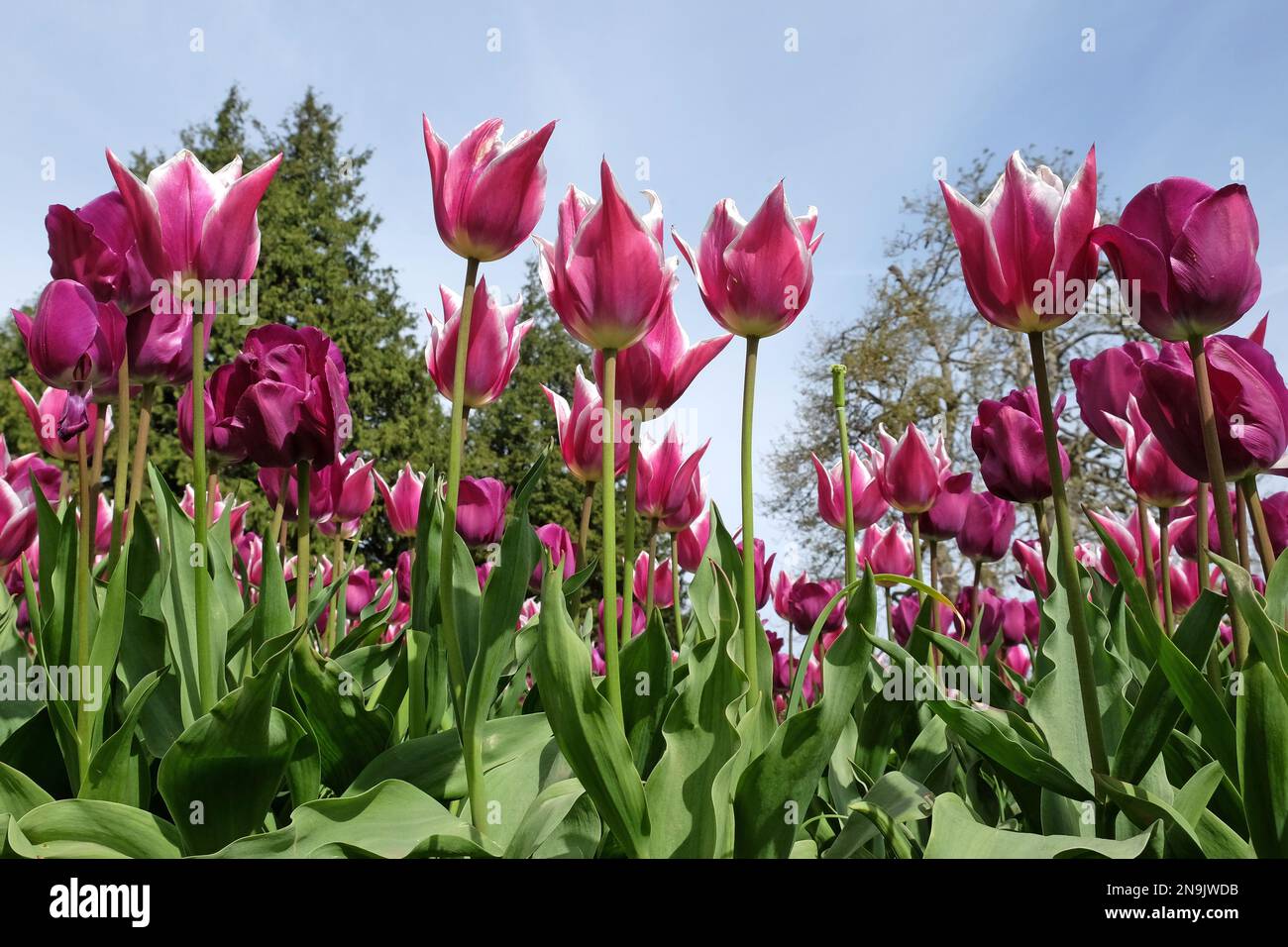 Lily blühte Tulpe ÔBalladeÕ in voller Blüte. Stockfoto