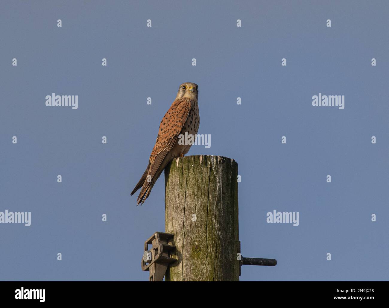 Ein männlicher Kestrel ( Falco tinnunculus ), der den Telegrafenpfahl als Wachposten benutzt, während er auf der Jagd nach Essen ist. Norfolk, Großbritannien Stockfoto