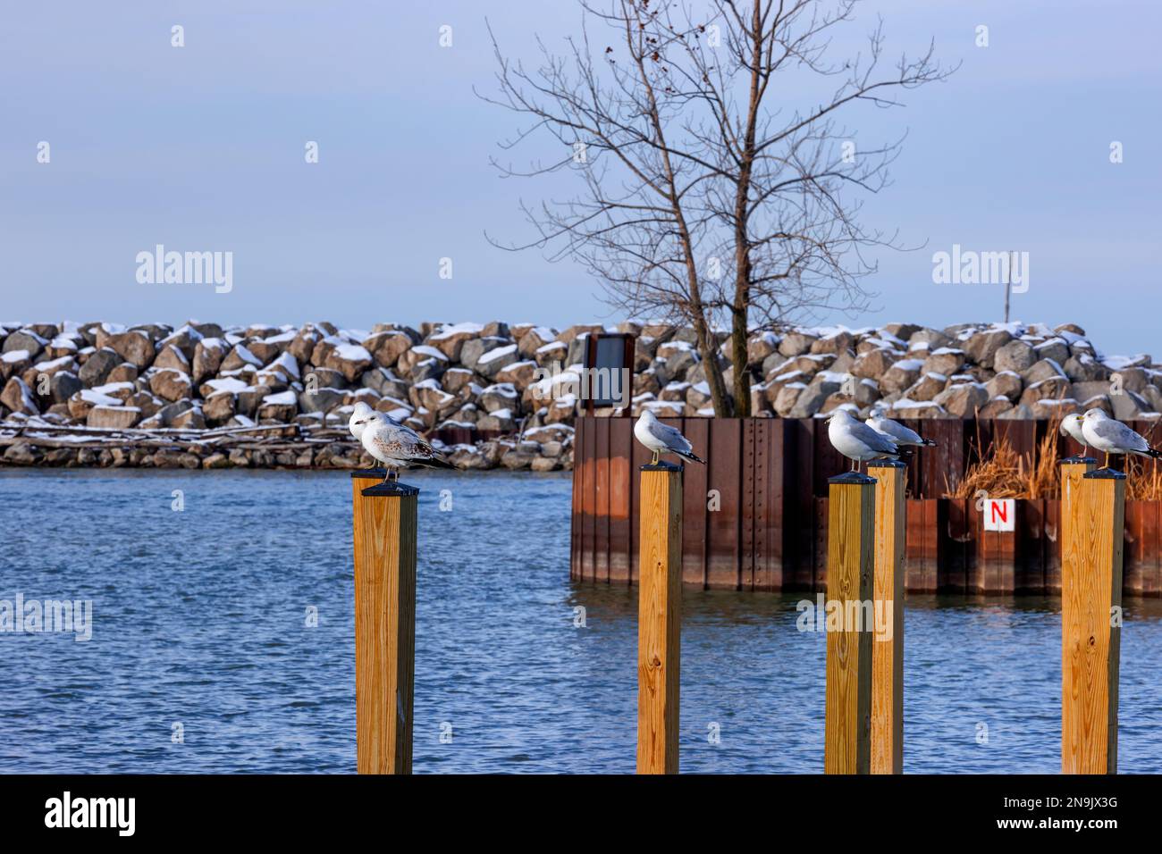 Seemöwen sitzen auf Holzpfählen in einem Yachthafen am winterlichen Ufer des Lake Erie im Edgewater Park in Cleveland, Ohio. Stockfoto