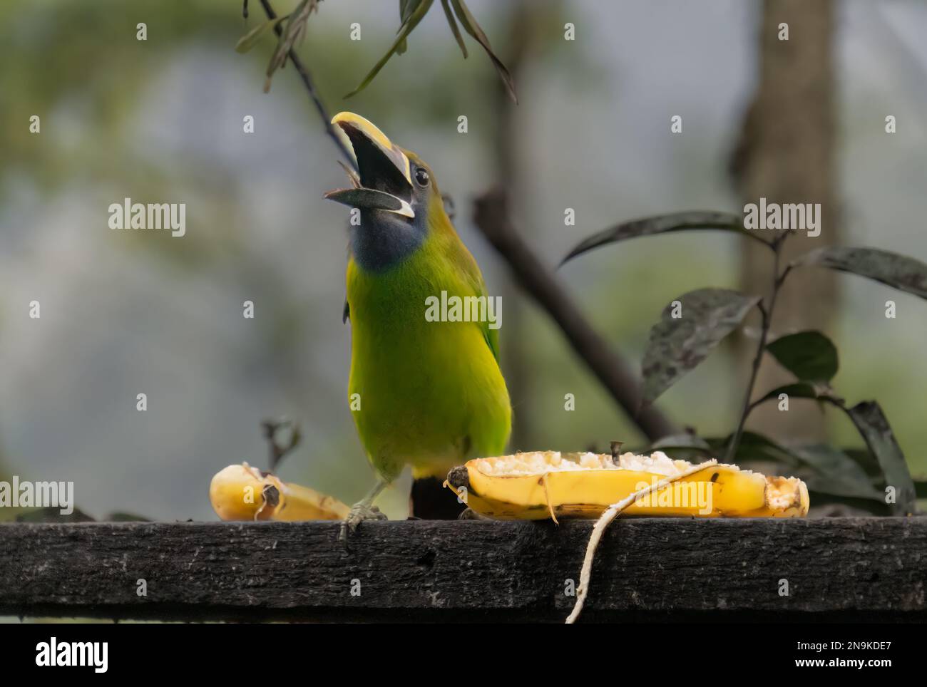 Smaragdtukan im Regenwald von Costa Rica Stockfoto