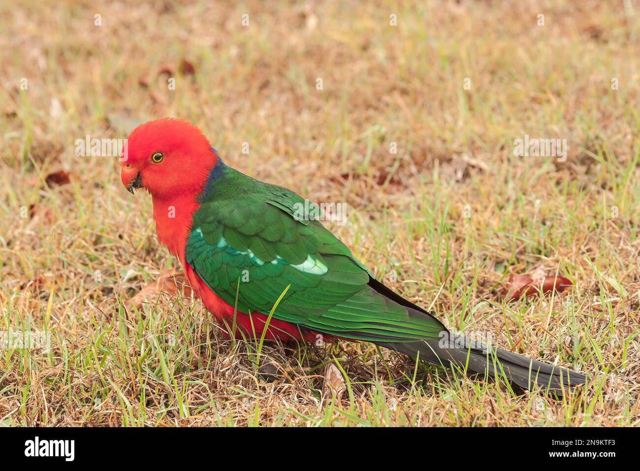 Königssittich, Alisterus scapularis, männlicher Erwachsener auf kurzer Vegetation, Bunya Mountains, Queensland, Australien Stockfoto