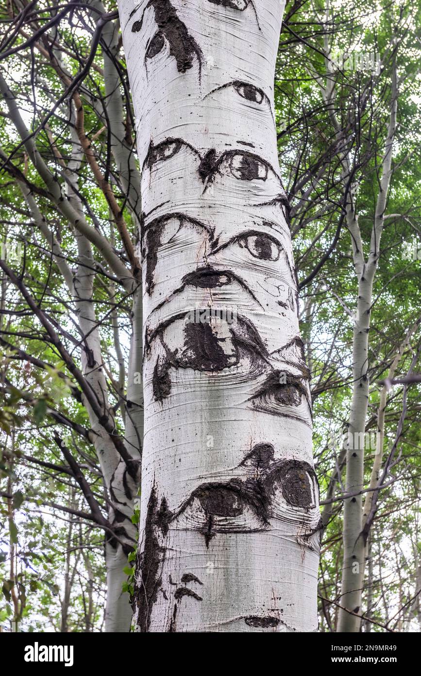 In einem sizilianischen Wald hat ein Espenbaum (Populus) einen Stamm, der scheinbar mit starrenden Augen bedeckt ist. Diese Narben bilden sich, wenn kleinere Äste abgebaut werden Stockfoto