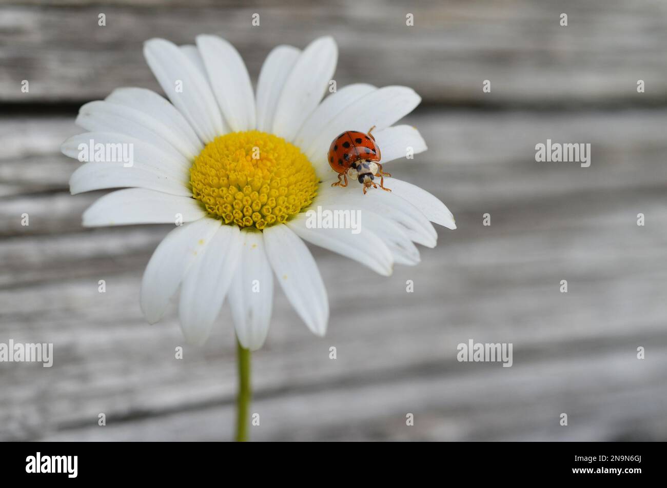 A ladybird sits on a marguerite in Lofer, Austrian province of Salzburg, Wednesday, June 6, 2012. The forecast predicts sunny weather and temperatures up to 28 degrees (82.4 degrees Fahrenheit) in some parts of the country. (AP Photo/Kerstin Joensson) Stockfoto