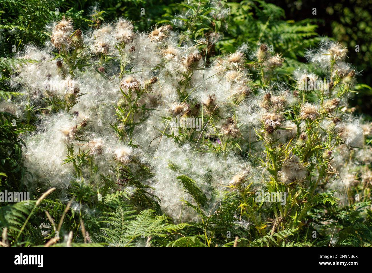 Flauschiger wilder Löwenzahn Stockfoto