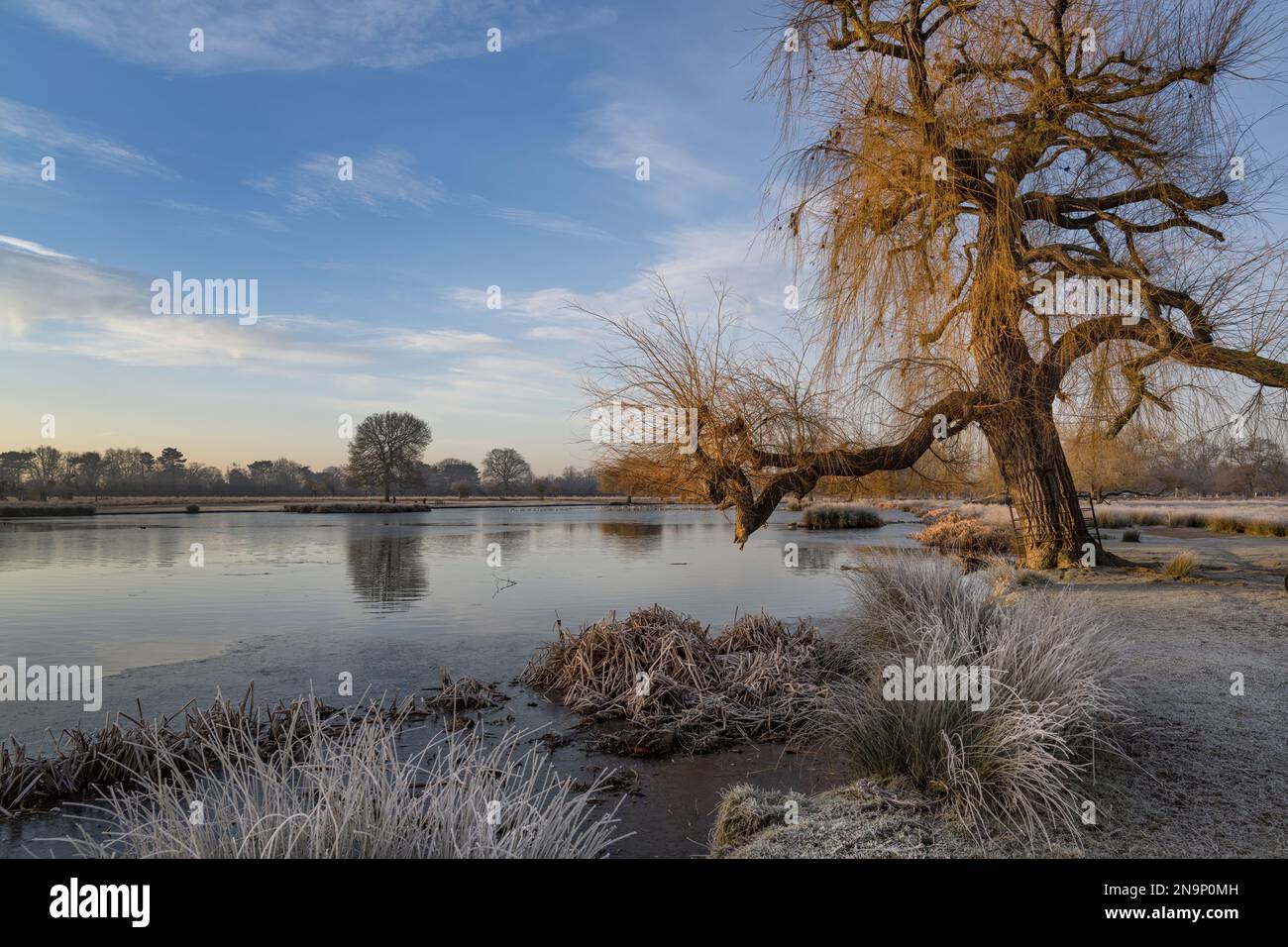 Die weinende Weide im Buschpark lehnt sich früh an einem frostigen, sonnigen Morgen im Februar an den Teich heran Stockfoto