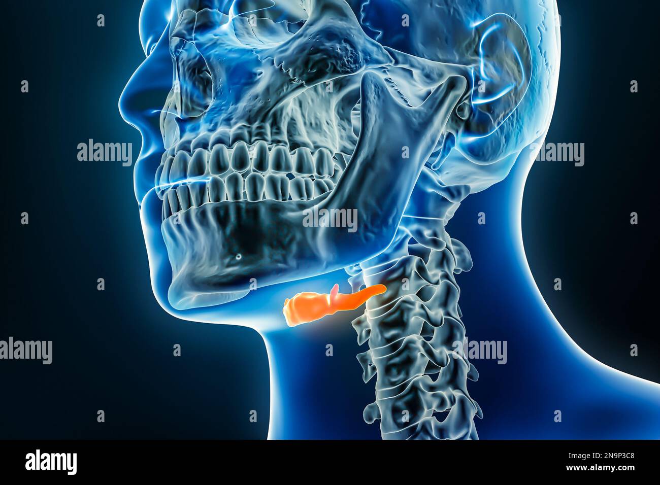 Röntgen des Zungenbeins 3D-Rendering-Darstellung mit männlichen Körperkonturen. Menschliche Anatomie, Osteologie, Skelettsystem, Medizin, Biologie, Wissenschaft, Gesundheitswesen Stockfoto