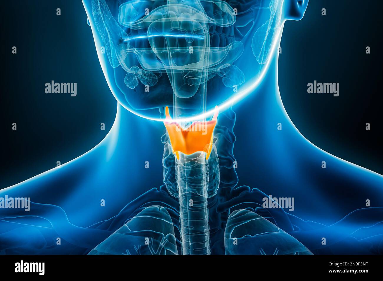 Röntgen des Schilddrüsenknorpels 3D-Darstellung mit männlichen Körperkonturen. Menschliche Anatomie, Medizin, Biologie, Wissenschaft, Gesundheitskonzepte. Stockfoto