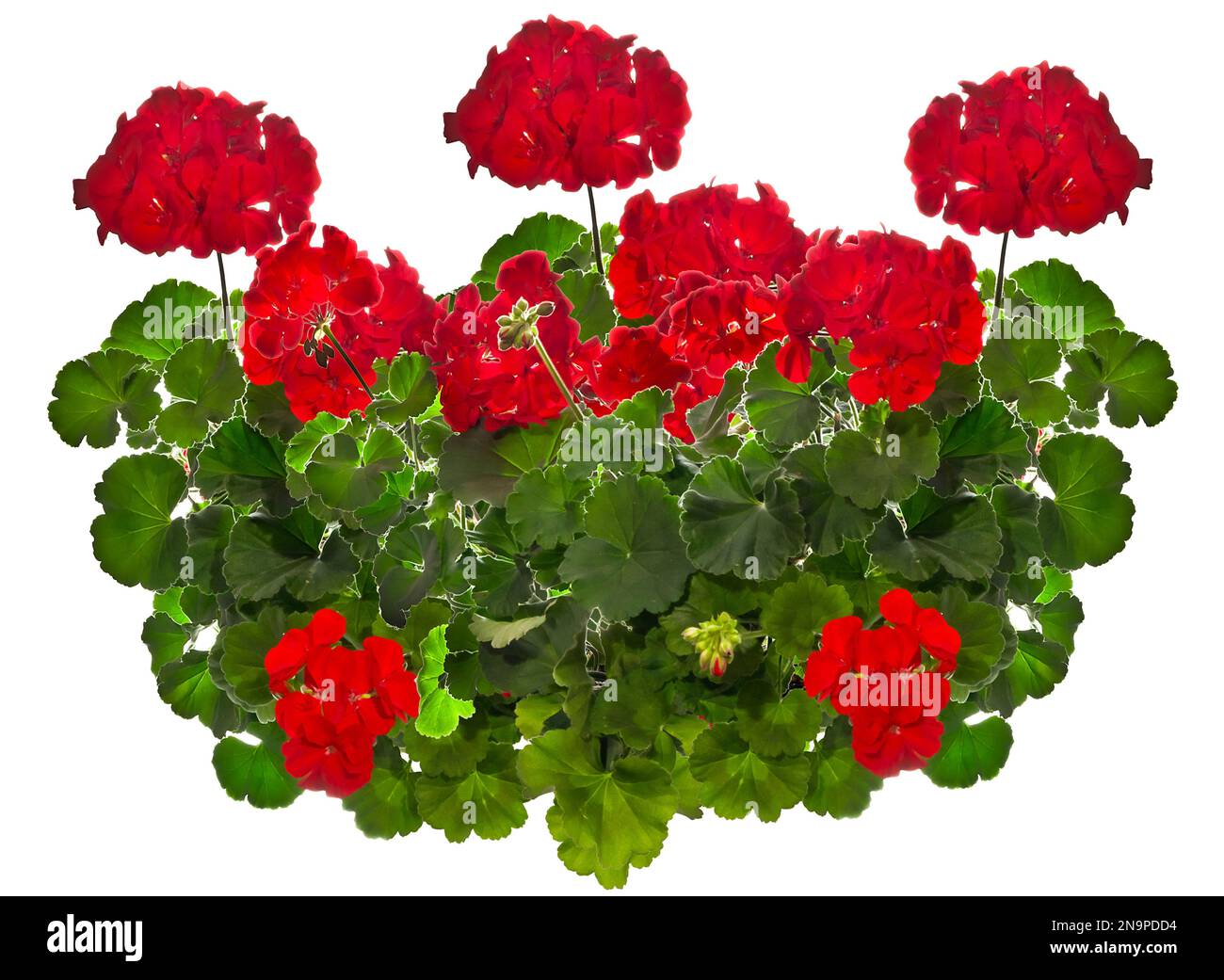 Rotes Pelargonium auf weiß isoliert Stockfoto