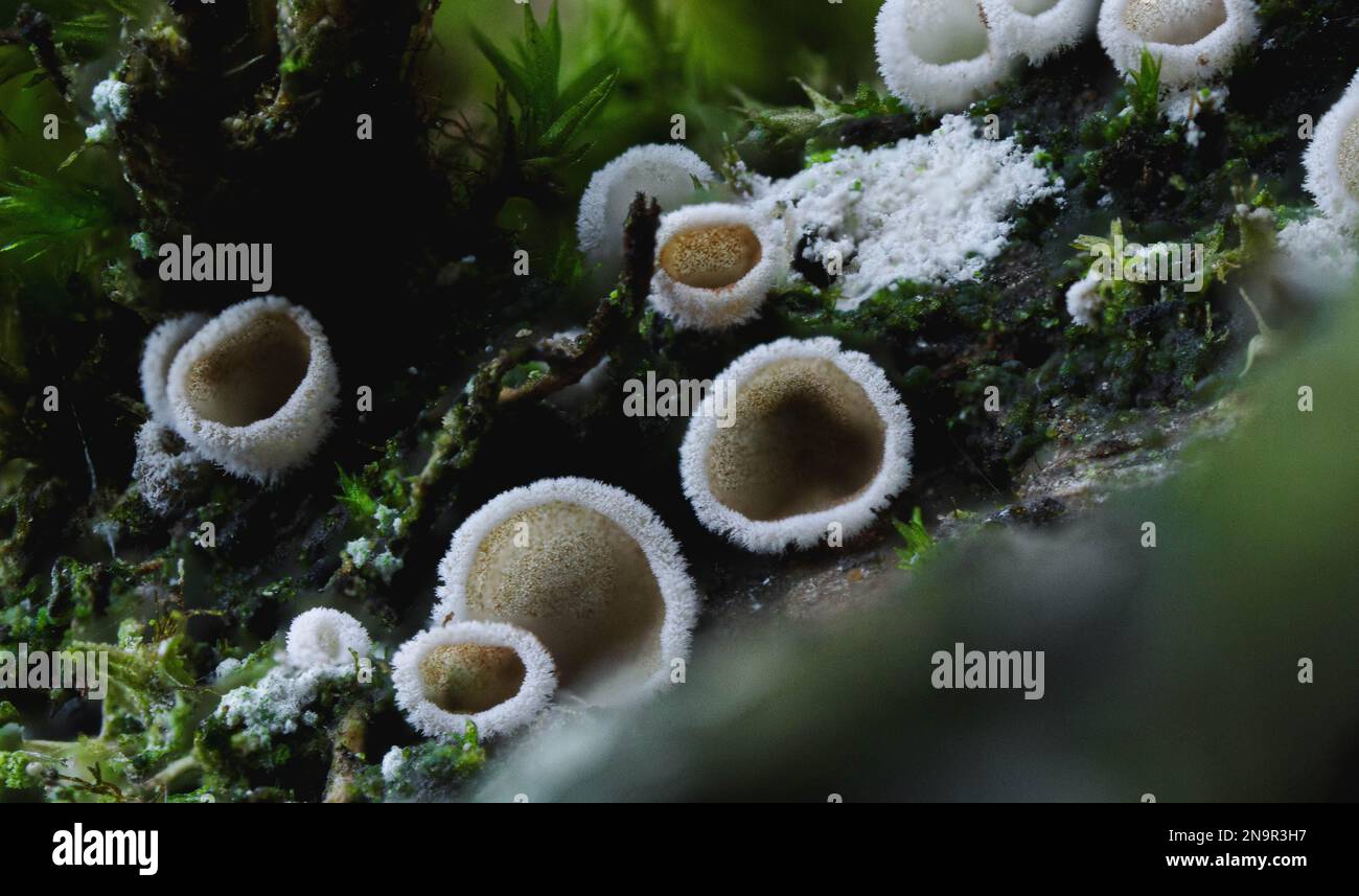 Eine Makroaufnahme des kleinen Pilzes auf dem Baum Stockfoto