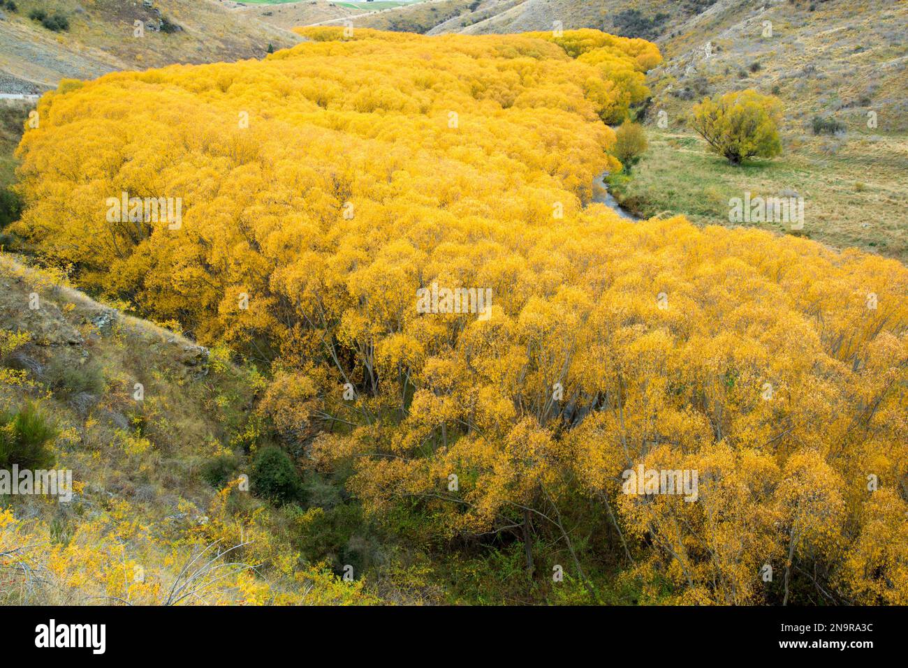 Cottonwood-Bäume im Herbst entlang des Lindis River auf der Südinsel Neuseelands; Central Otago, Südinsel, Neuseeland Stockfoto