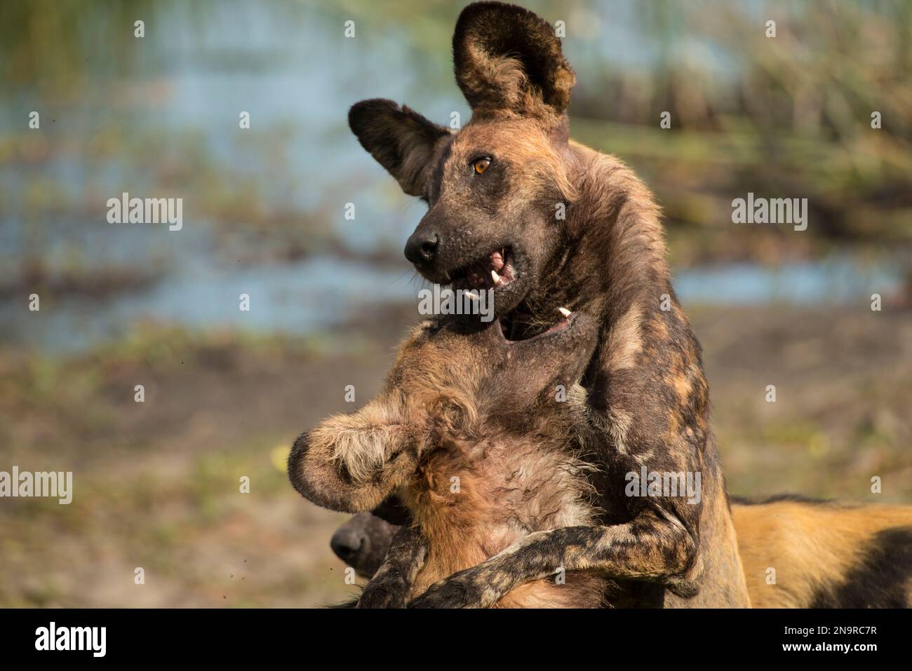 Afrikanischer Wildhund (Lycaon pictus) im Selinda Reserve in Botswana; Selinda Reserve, Botswana Stockfoto