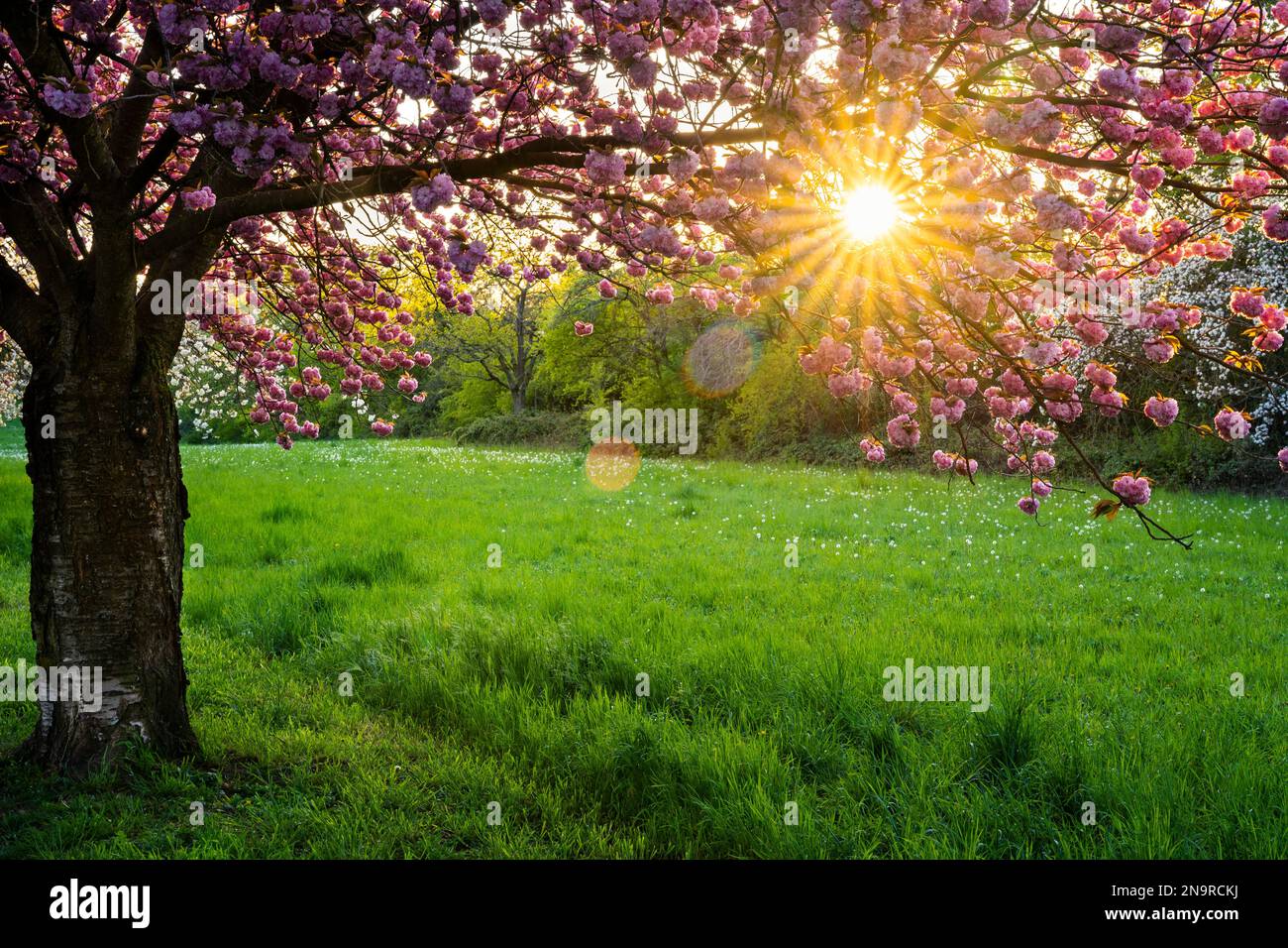 Ein blühender Kirschbaum mit rosa Blüten im Frühling in der Abendsonne mit einem sunstar, Rhein-Neckar-Region, Baden-Württemberg, Deutschland Stockfoto