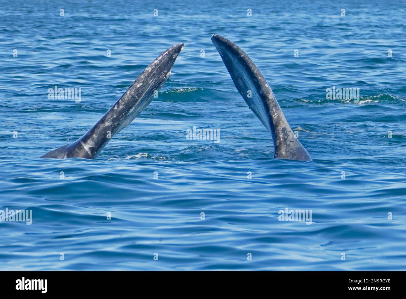 Zwei Flossen für Grauwale (Eschrichtius robustus). Magdelana Bay, Baja, Kalifornien, Mexiko Stockfoto