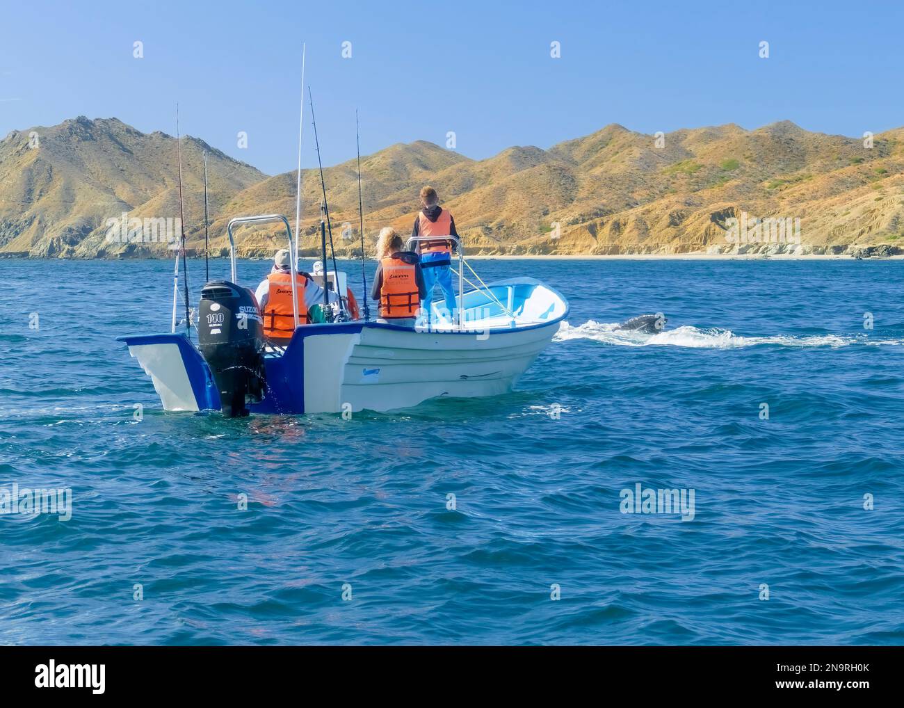 Walbeobachtungsboot mit Touristen, die einem juvinilen Grauwal in Magdalana Bay, Baja California, Mexiko folgen Stockfoto