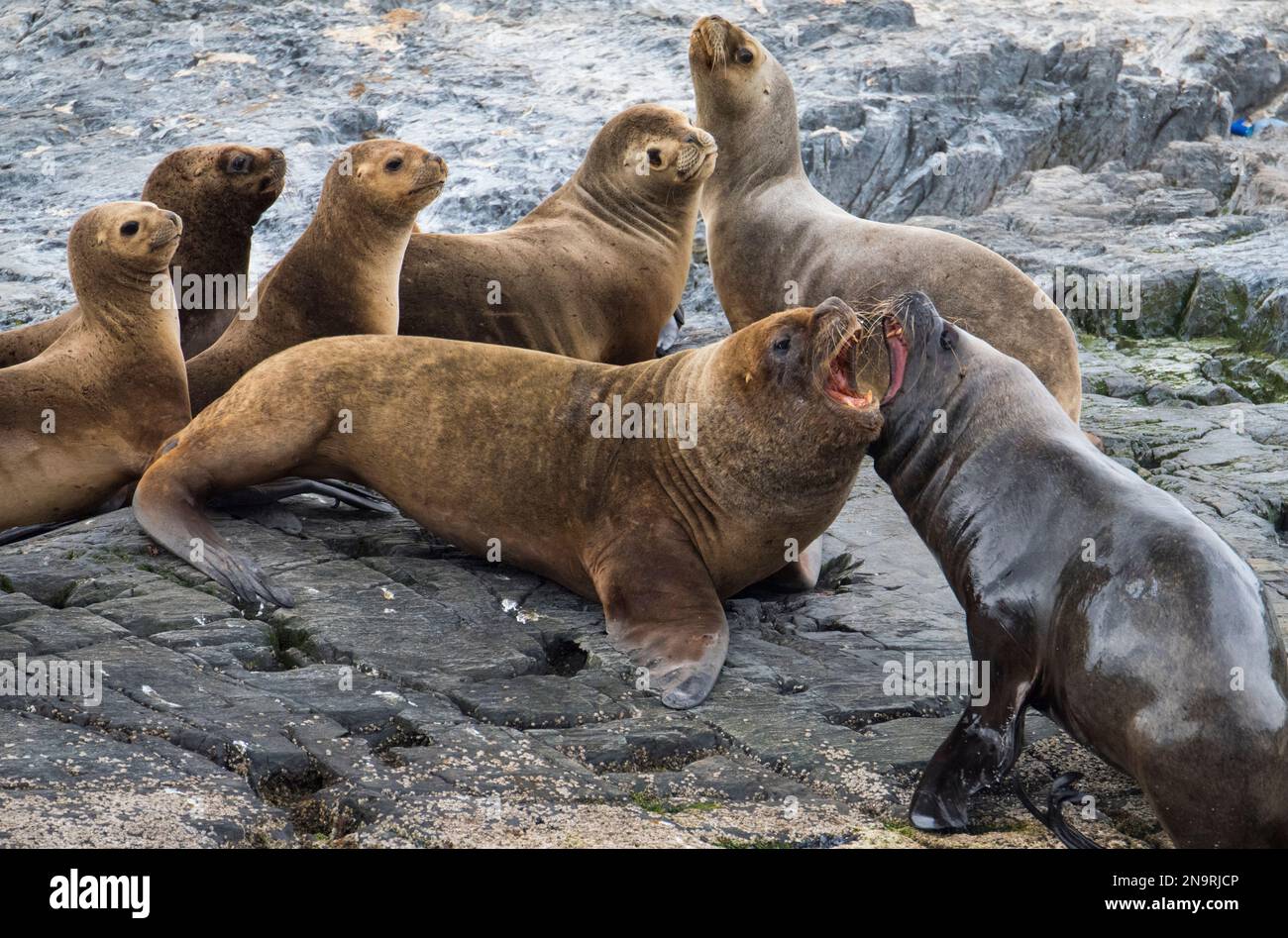 Zwei männliche südamerikanische Seelöwen (Otaria flavescens) kämpfen auf Felsen im Beagle-Kanal außerhalb von Ushuaia, Argentinien Stockfoto