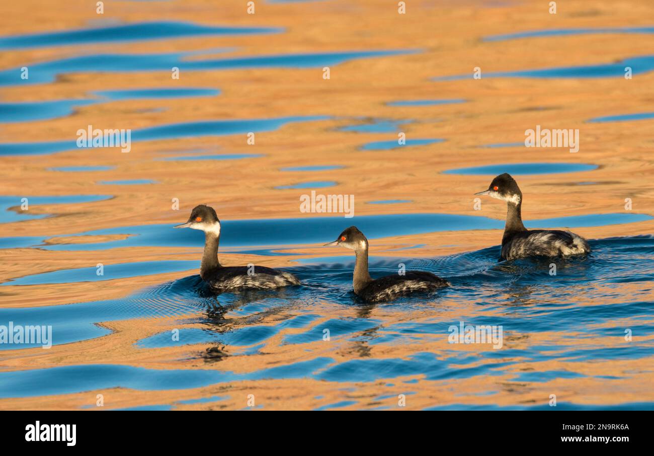 Drei Schwarzhalsvögel (Podiceps nigricollis) schwimmen bei Sonnenuntergang in Ensenada Grande; Baja California, Mexiko Stockfoto