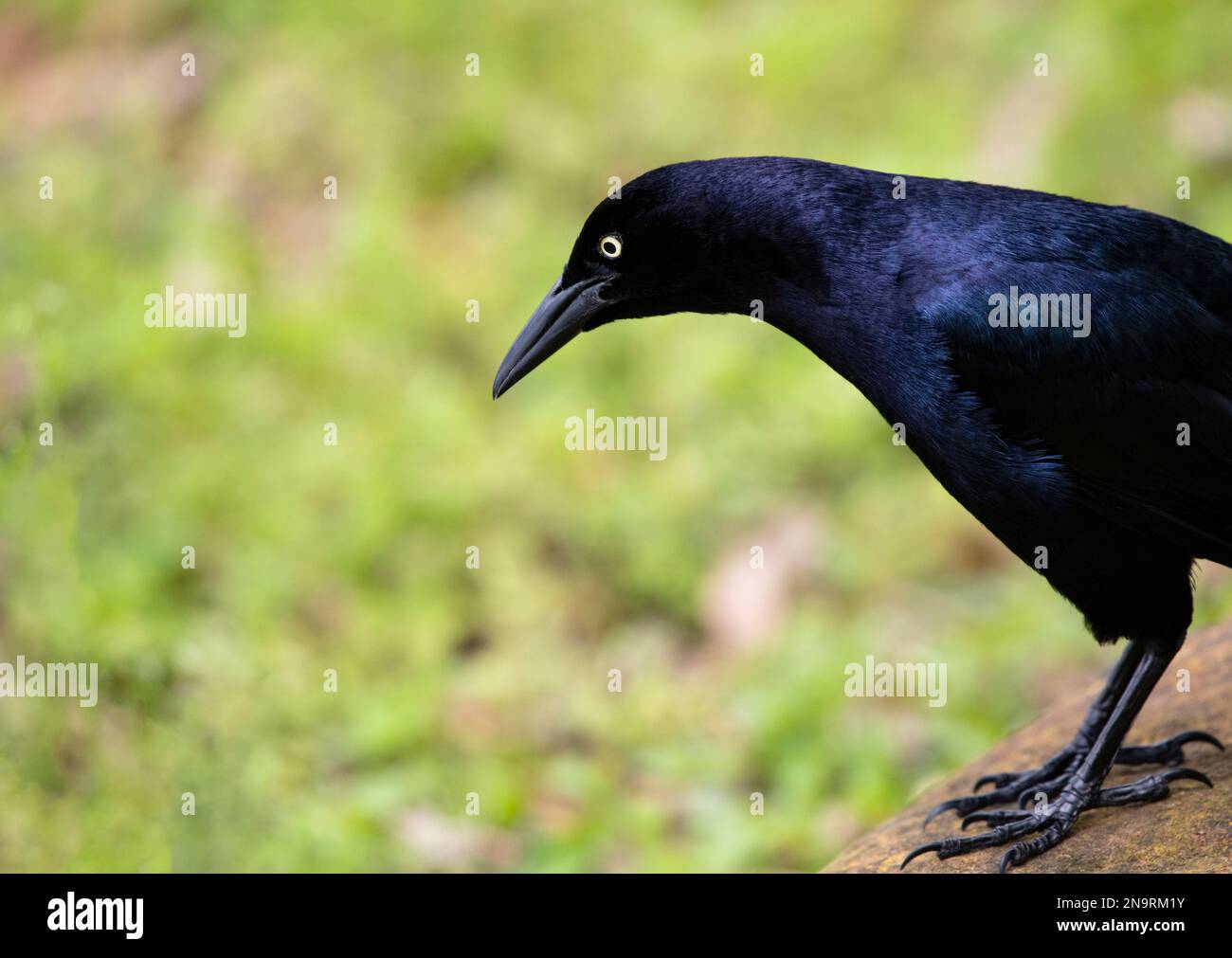 Erwachsener, männlich, Grackle, Nahaufnahme mit scharfem Kontrast aus goldenem Auge und dunklem Gefieder und reichlich Platz zum Kopieren auf grünem Bokeh Stockfoto