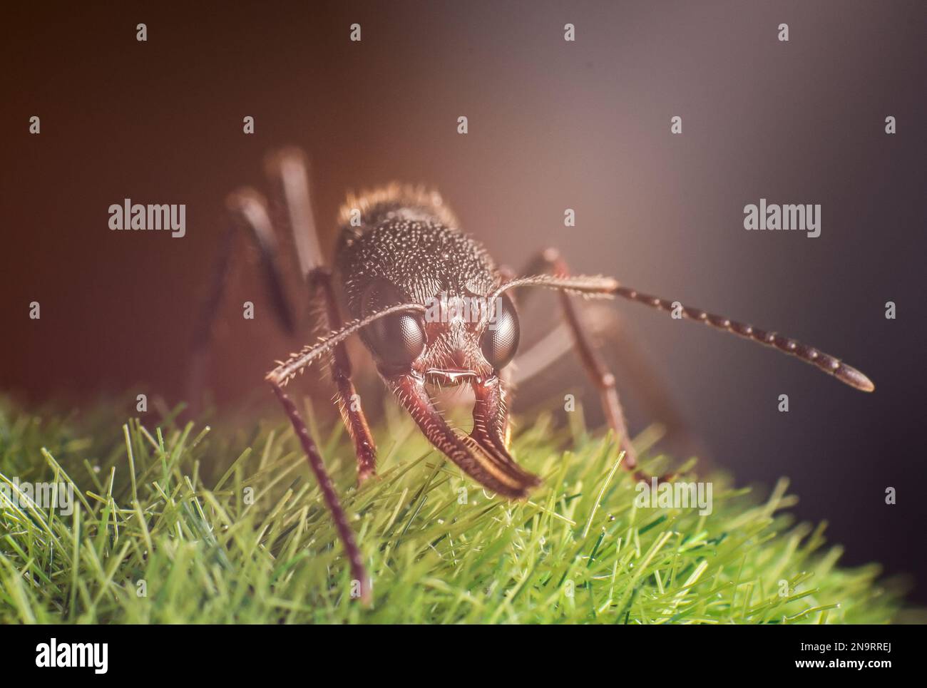 Ein Makro einer Kugelameise auf grünem Gras Stockfoto