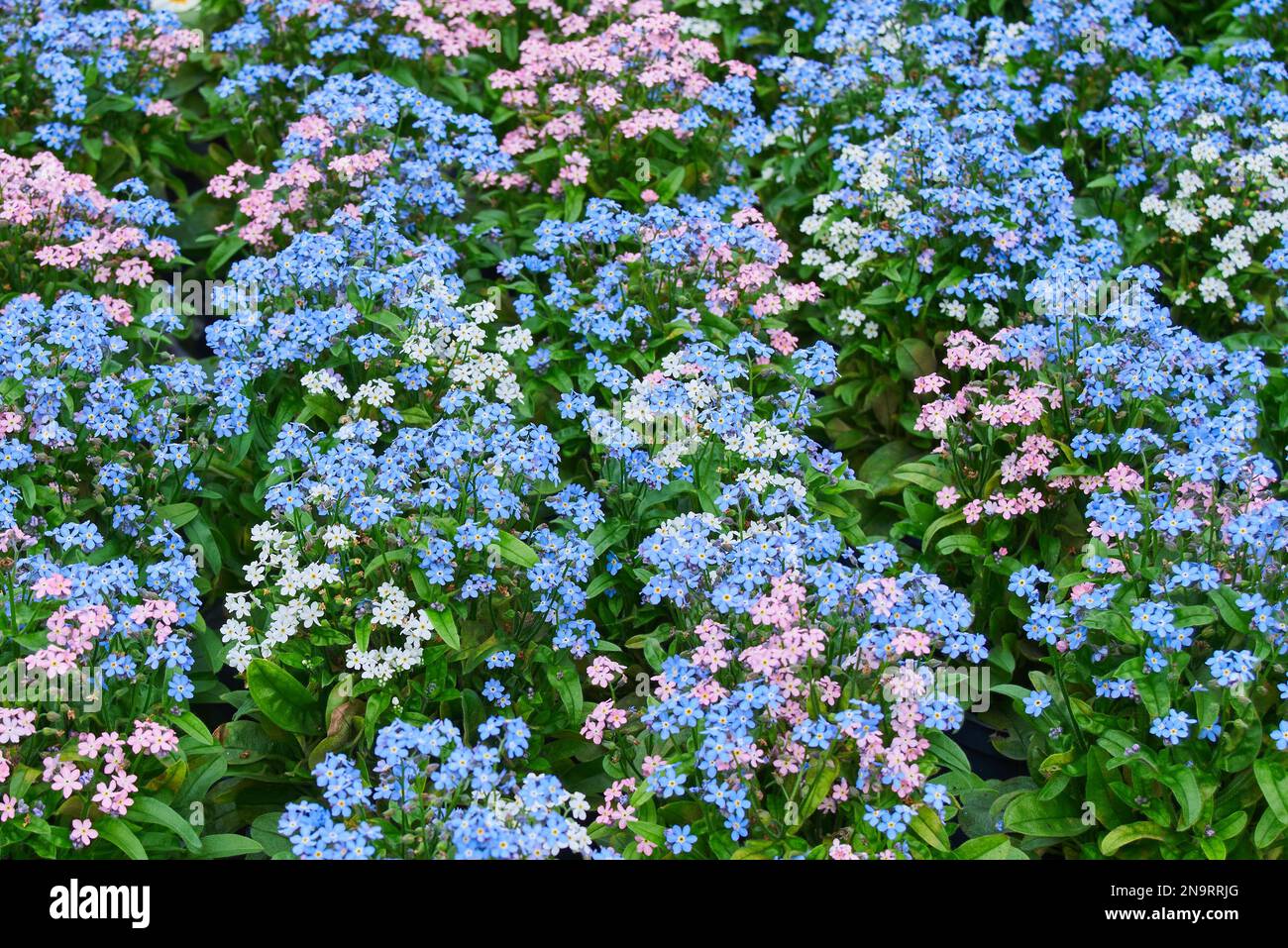 Myosotis alpestris oder alpine vergessene Blütenpflanze Stockfoto