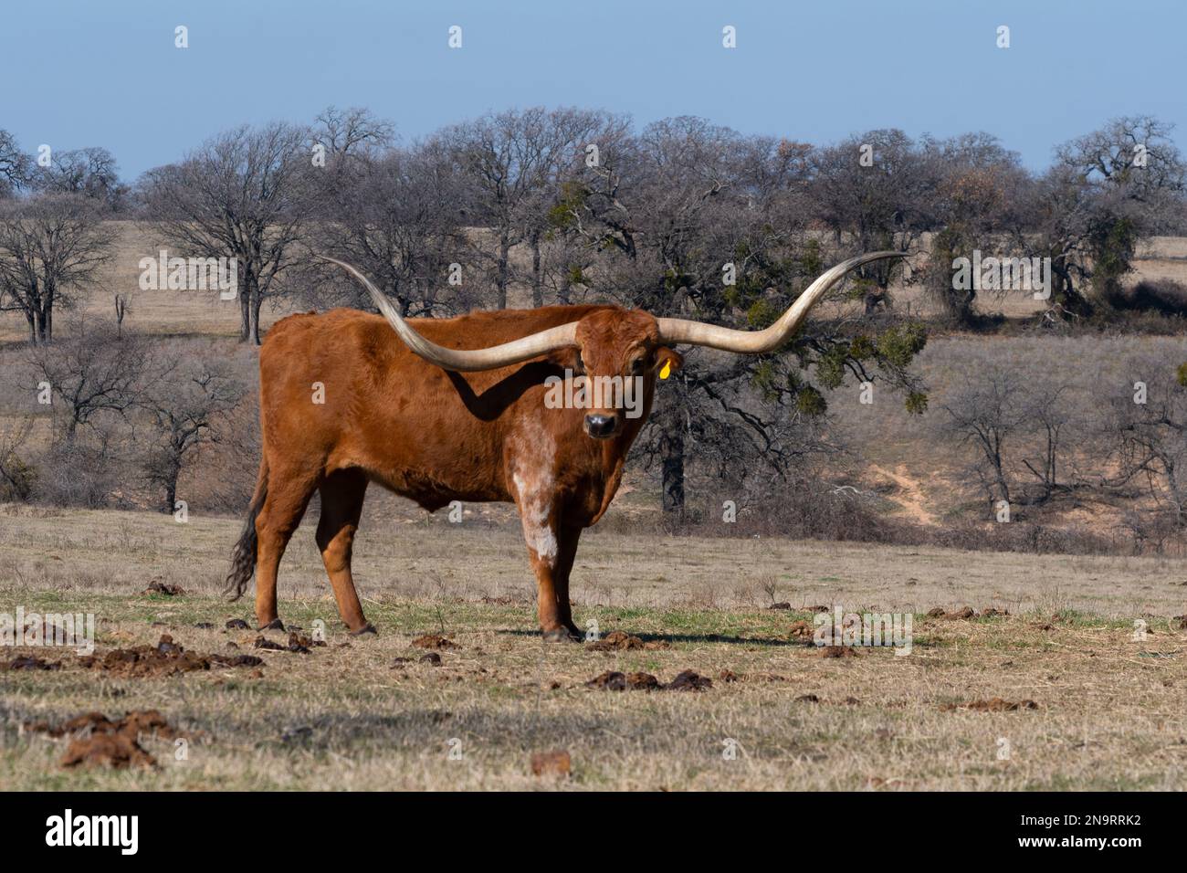Ein orangefarbener Longhorn-Stier mit langen, gebogenen Hörnern und einem weißen, fleckigen Stück auf der Schulter, der an einem sonnigen Tag auf einer Ranch-Wiese steht. Stockfoto