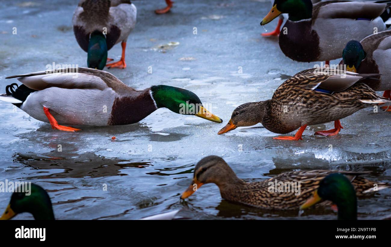 Eine männliche Wildente und eine weibliche Ente senkten ihre Köpfe auf die eisige Oberfläche des gefrorenen Teiches, auf der Suche nach Nahrung. Eine Schar wilder Enten auf dem Eis Stockfoto