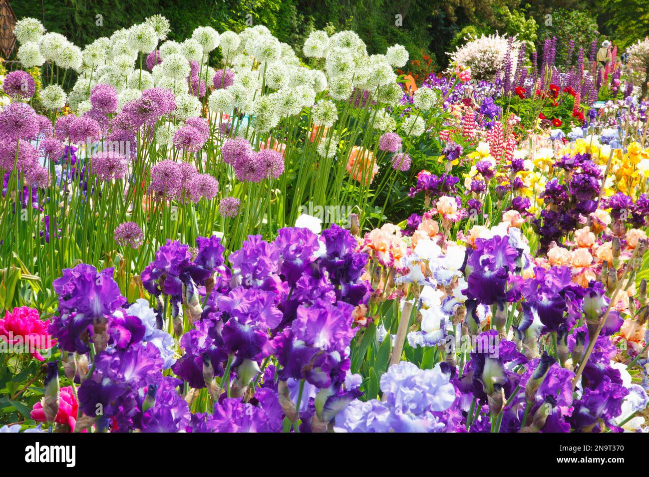 Wunderschöne blühende Iris und andere Blumen in einem Garten in Schreiner's Iris Gardens im Willamette Valley, Oregon, USA Stockfoto