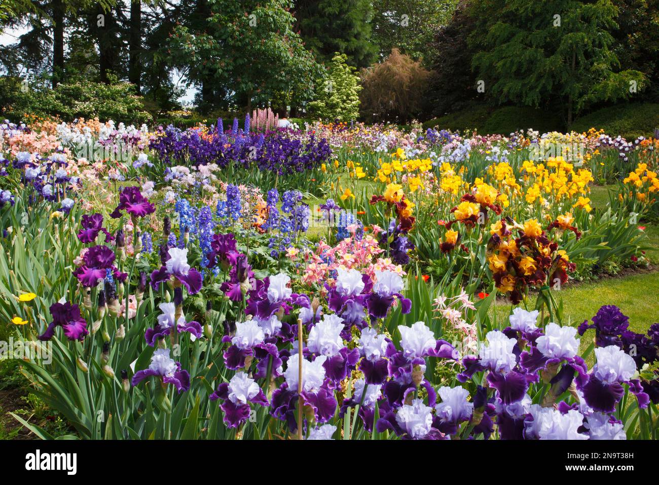 Wunderschöne blühende Iris und andere Blumen in einem Garten in Schreiner's Iris Gardens im Willamette Valley, Oregon, USA Stockfoto