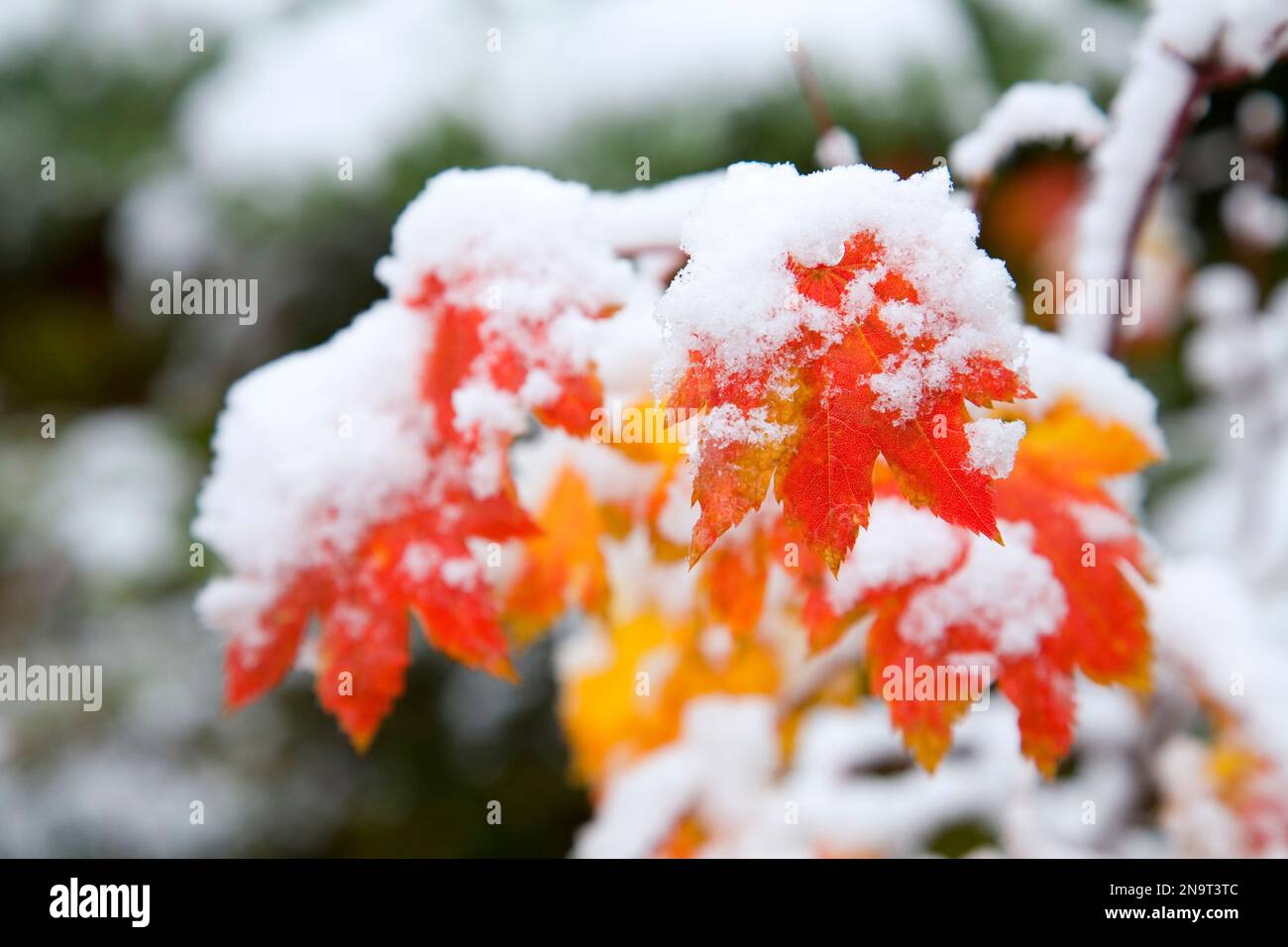 Nahaufnahme des Schnees auf dem Herbstlaub eines Ahornholzes (Acer circinatum) im Mount Hood National Forest, Oregon Cascades, Oregon, USA Stockfoto
