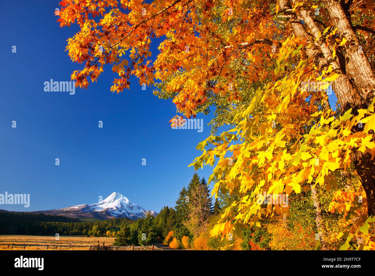 Mount Hood und Herbstfarben In Hood River Valley; Oregon, Vereinigte Staaten von Amerika Stockfoto